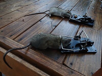 mouse trapping