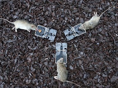 rodent trapping